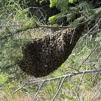 Bienenschwarm an einem Ast